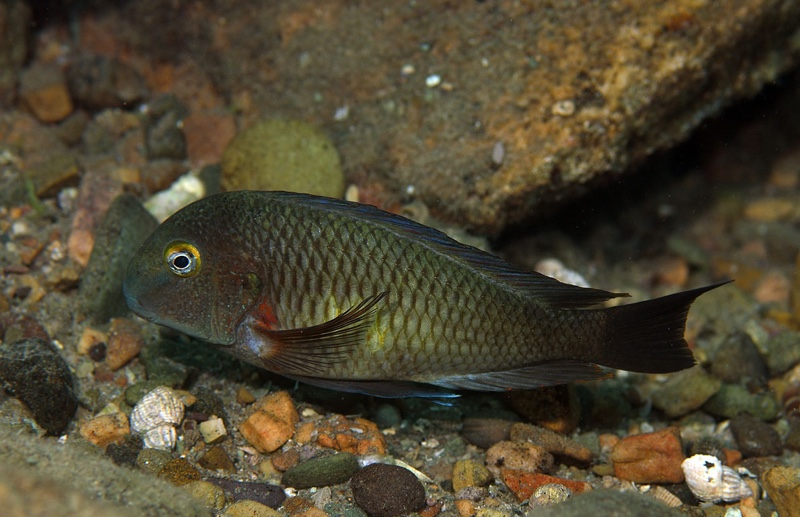 Tropheus moorii 'Tongwa'